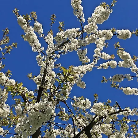 公寓 Haus Tanneck Whg 7 *